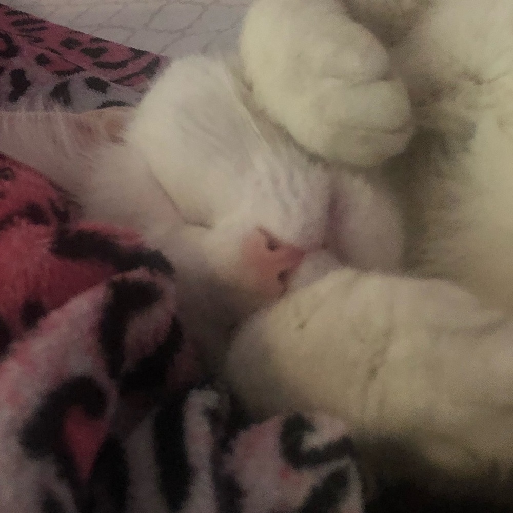 Meet your Posher, Mya